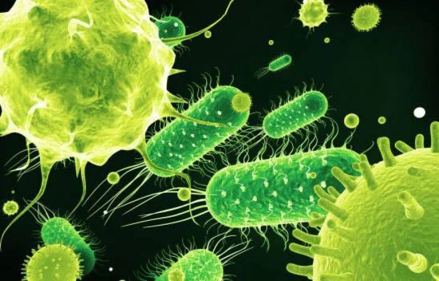 Бактериофаги: новое оружие в борьбе с устойчивыми инфекциями Бактериофаги: новое оружие в борьбе с устойчивыми инфекциями