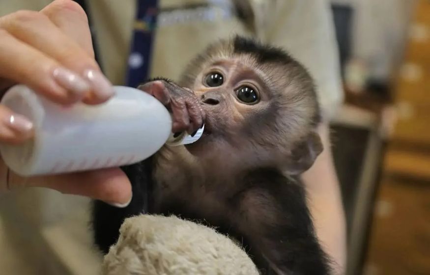 Знакомьтесь, Джая – маленькая принцесса Ленинградского зоопарка Знакомьтесь, Джая – маленькая принцесса Ленинградского зоопарка