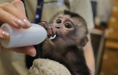 Знакомьтесь, Джая – маленькая принцесса Ленинградского зоопарка 