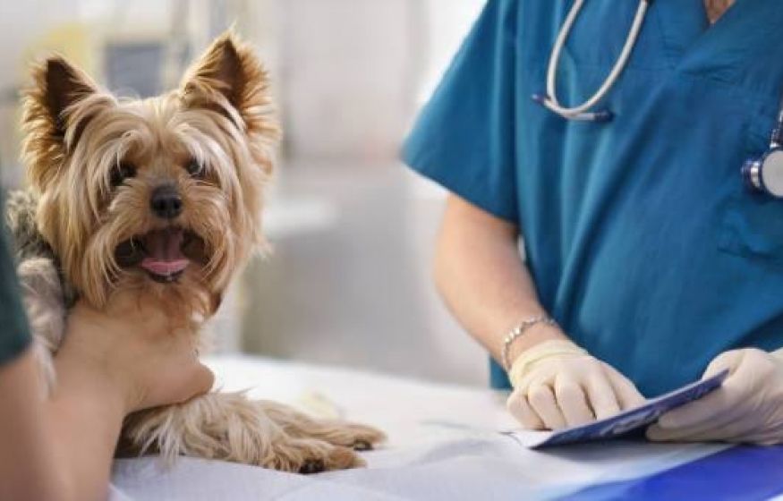 "Искусственная кожа" для питомцев: российские ученые совершили прорыв в ветеринарии  