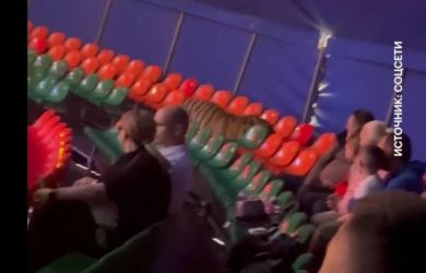 Тигр в зале: в Ростове-на-Дону проверяют цирк после ЧП с хищником