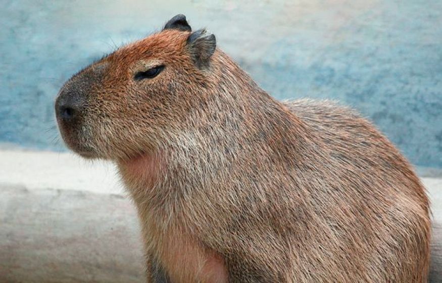 Дефицит капибар в российских зоопарках: причины, последствия и пути решения