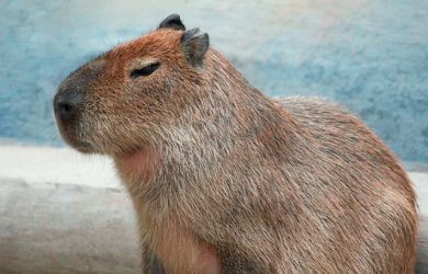 Дефицит капибар в российских зоопарках: причины, последствия и пути решения