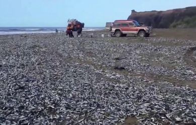 Мойва гниет тоннами на Сахалине... В магазинах — 1200 руб/кг, пенсионеры в шоке