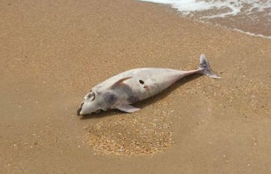 40 мертвых дельфинов у Анапы? Ученые в шоке от массовой гибели в Черном море