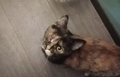 Маркировка, регистрация и ущерб третьим лицам: как Госдума будет считать кошек и собак