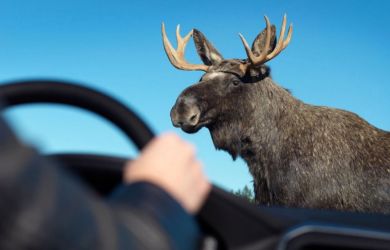 «Сбили лося — ОСАГО не спасёт»? Что на самом деле покрывает полис при поездках на природу