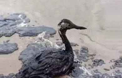 «Это экологическая катастрофа, а не просто разлив» — экологи о Туапсе и «игре» в цифры после ударов беспилотников