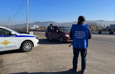 В Бурятии забили тревогу... На границах усилили контроль после вспышки инфекции
