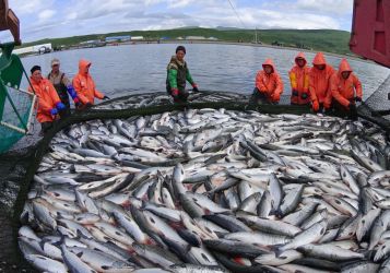 Китай отказался от российской рыбы. Перспектив возобновления экспорта в 2022 году нет