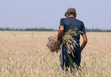 Урожай зерна в России «нарисовали»: Зерновой союз пожаловался на «приписки»