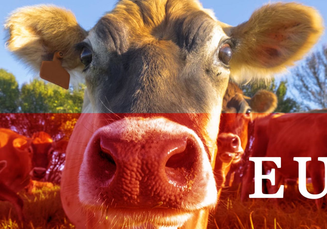 Почему в Европе призывают к сокращению поголовья крупного рогатого скота?