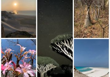 Сокотра — остров с ровесниками динозавров и раем, который может обернуться «адом»