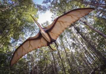 В Австралии обнаружен новый вид летающих рептилий мелового периода
