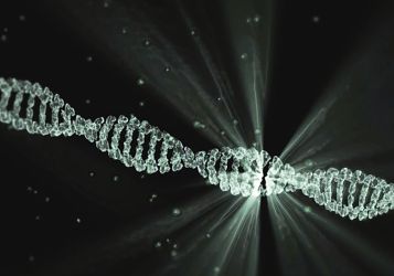ДНК человека содержит фрагменты всего генома неандертальца, но не Y-хромосомы. Что случилось?