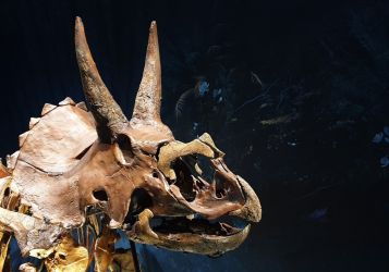 В Монтане обнаружен новый динозавр с причудливыми рогами