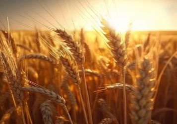 Перспективы выхода российского АПК на рынки стран Африки: оценка потенциального объёма экспорта более 7,5 млрд долларов  к 2030 году