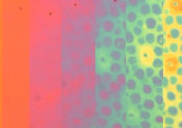 Вдохновляясь кожей осьминога: мягкая плёнка меняет текстуру и цвет по команде