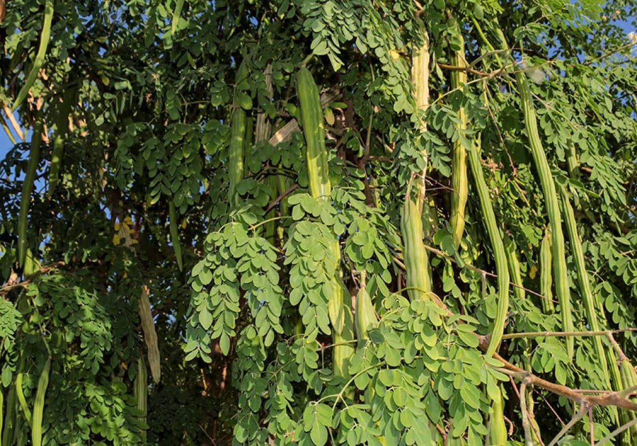 Моринга против микропластика: тропическое дерево очищает питьевую воду лучше химии