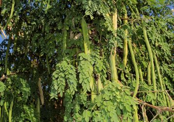 Моринга против микропластика: тропическое дерево очищает питьевую воду лучше химии