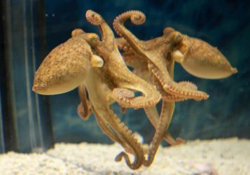 Осьминоги научились пользоваться зеркалом для поиска еды
