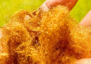Учёные возродили легендарный «золотой шёлк моря» древних императоров