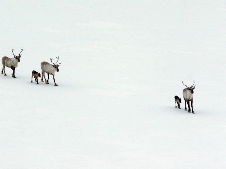 На Камчатке удалось сохранить единственную популяцию диких северных оленей