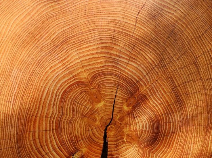 В Карелии откроют новый завод клееных деревянных конструкций