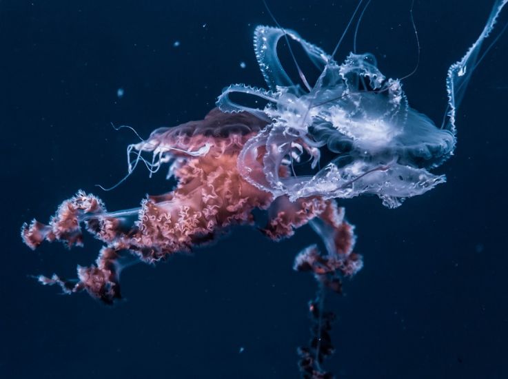 Самая большая в мире медуза впервые попала на видео на Дальнем Востоке
