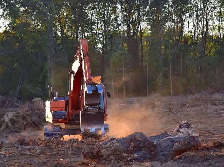 Декриминализации лесного хозяйства. Минприроды начинает борьбу с незаконными вырубками