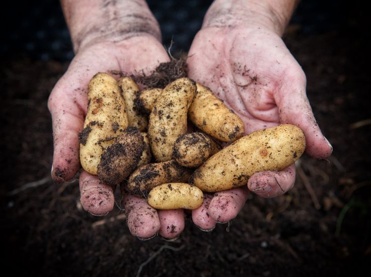 Урожай картофеля упал почти в три раза. Минсельхоз подвел предварительные итоги уборочной кампании