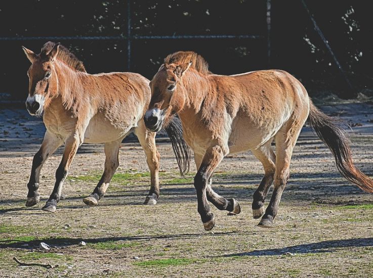 В Хакасии восстанавливают популяцию лошади Пржевальского