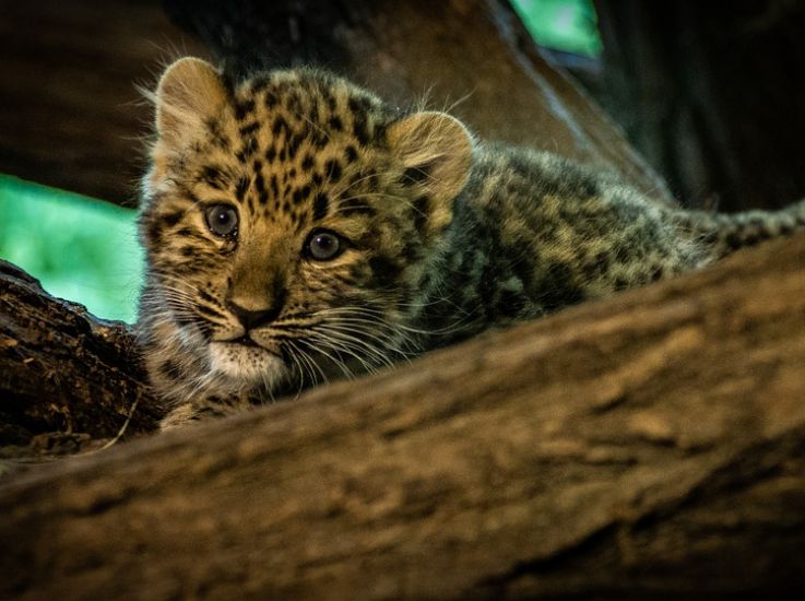 Новогоднее чудо! Котятам переднеазиатского леопарда в Сочинском парке присвоили имена