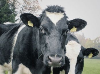 Новый молочный животноводческий комплекс открыт в Челябинской области