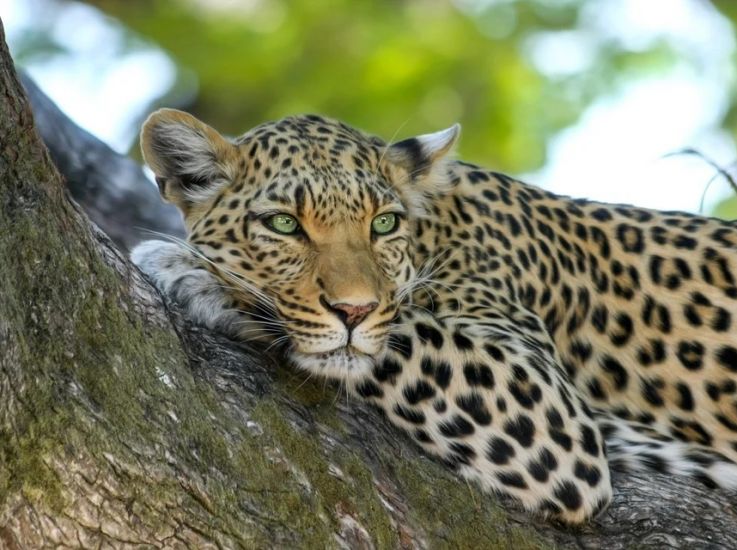 «Землю леопарда» посетило рекордное количество туристов в 2021 году