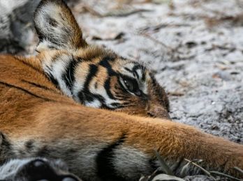 В Приморском крае спасли потерявшего мать тигренка