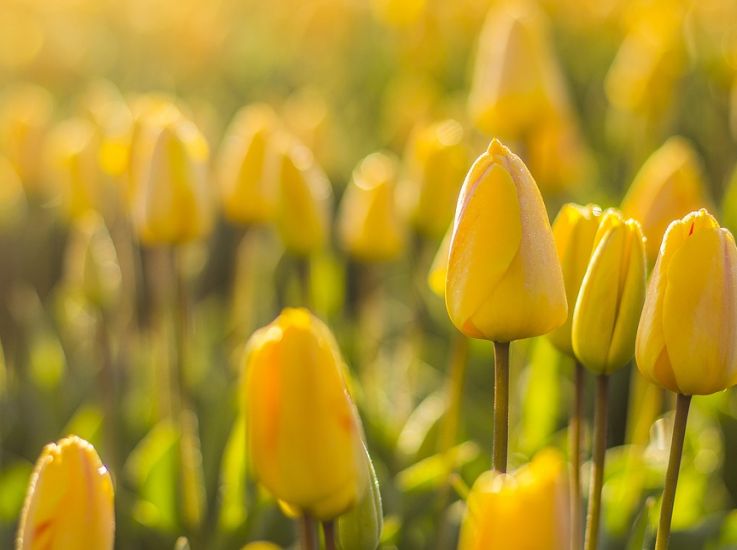 Тюльпаны к 8 марта. В Вологодской области увеличены площади посадки цветов