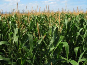 Аграрии Вологодской области снова занялись выращиванием кукурузы