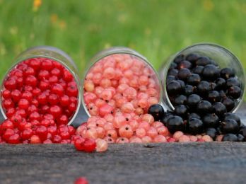 Рекорд по сбору плодов и ягод обновили российские аграрии в 2021 году