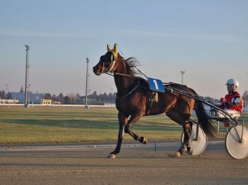 В России выбрали лучший завод в рысистом коневодстве