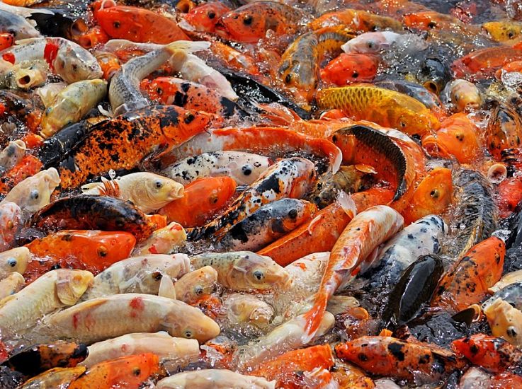 Астраханский завод кормов для рыб замещает иностранных производителей