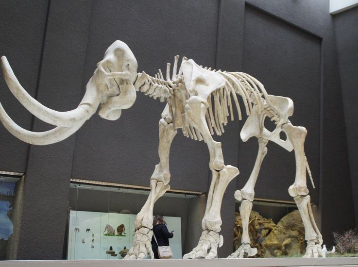 На Ямале представят найденные в тундре останки мамонта Тадибе 