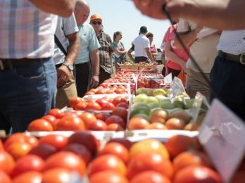 Новый агрокомплекс по производству томатной пасты построят в Астраханском регионе