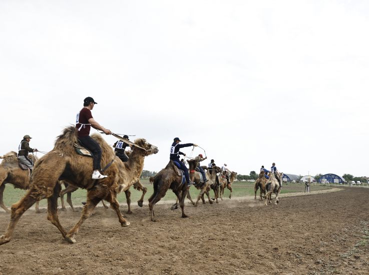 В Астраханской области, на Всероссийском Сабантуе, прошли единственные в РФ верблюжьи бега
