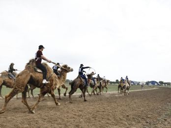В Астраханской области, на Всероссийском Сабантуе, прошли единственные в РФ верблюжьи бега