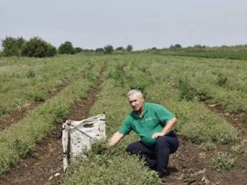 Маракуйя, бананы, момордика, киви, питахайя. Астраханский фермер выращивает тропические фрукты