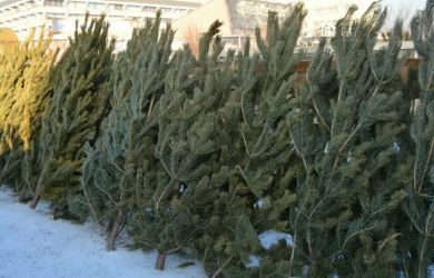 Зима пропала — Новый год под угрозой. Без снега нет праздника. Россияне не покупают ёлки и мишуру: продажи +6%!