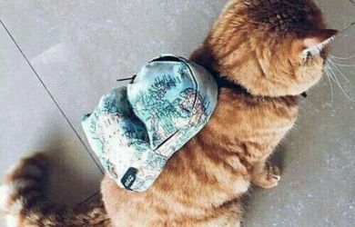 Милота в Новосибирске! Девочка взяла котика на уроки — рыжий пушистик покорил класс