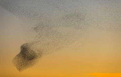 Такое я вижу впервые. Губернатор Белгородской области заснял необычное поведения птиц во время ракетной опасности