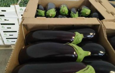 Баклажаны из пробирок в Нижнем: как арестованного демографа разоблачили на миллионах?